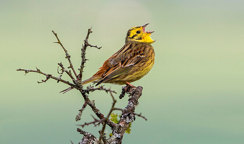 Yellowhammer - Selection Box