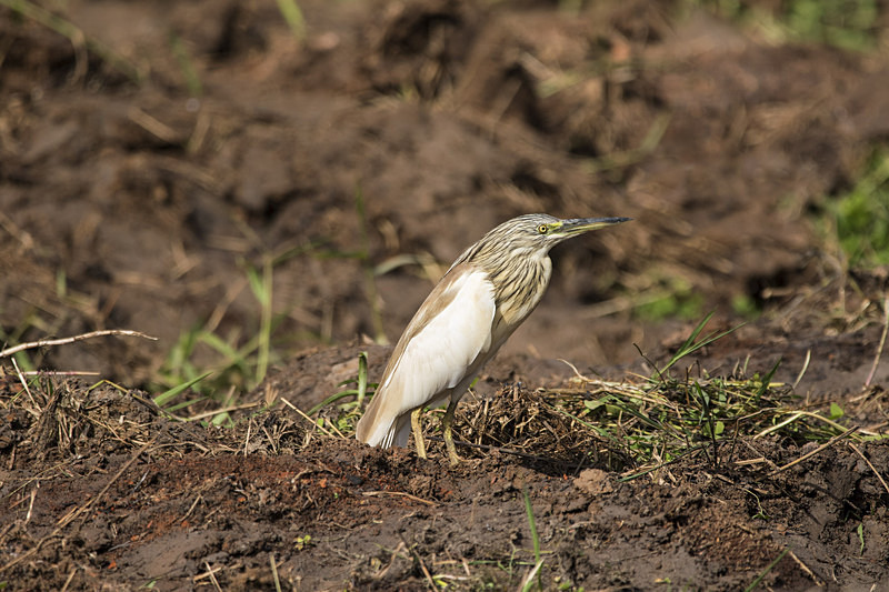 Squacco Heron. - The Gambia 2018