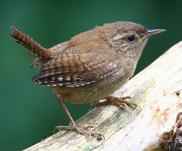 Wren - Wren