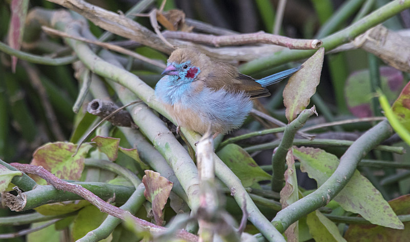 Red-cheeked Cordon-bleu. - The Gambia 2018