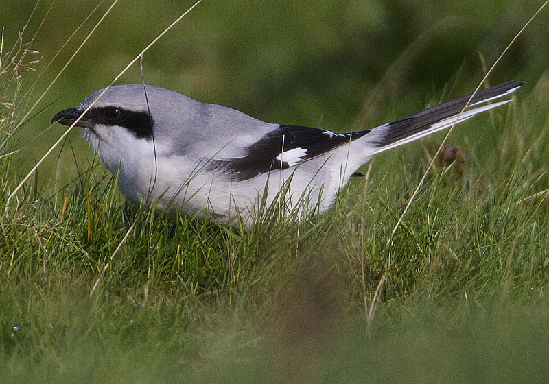 Northern Grey Shrike - Cuckoos, Shrikes & Waxwings