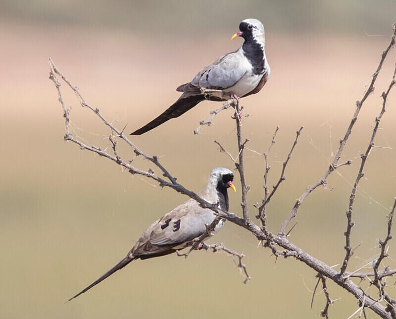 Namaqua Doves - The Gambia Nov/Dec 2023