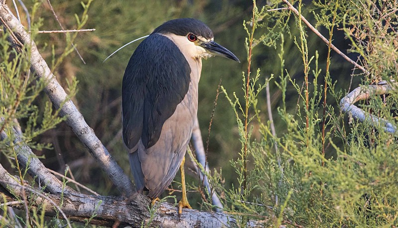 Night Heron. - Lesvos, Spring 2017