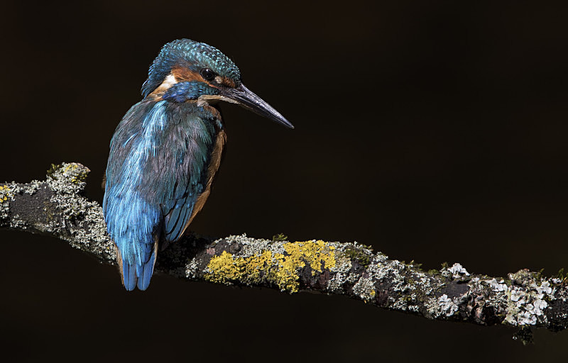 Male Kinghfisher - Kingfishers