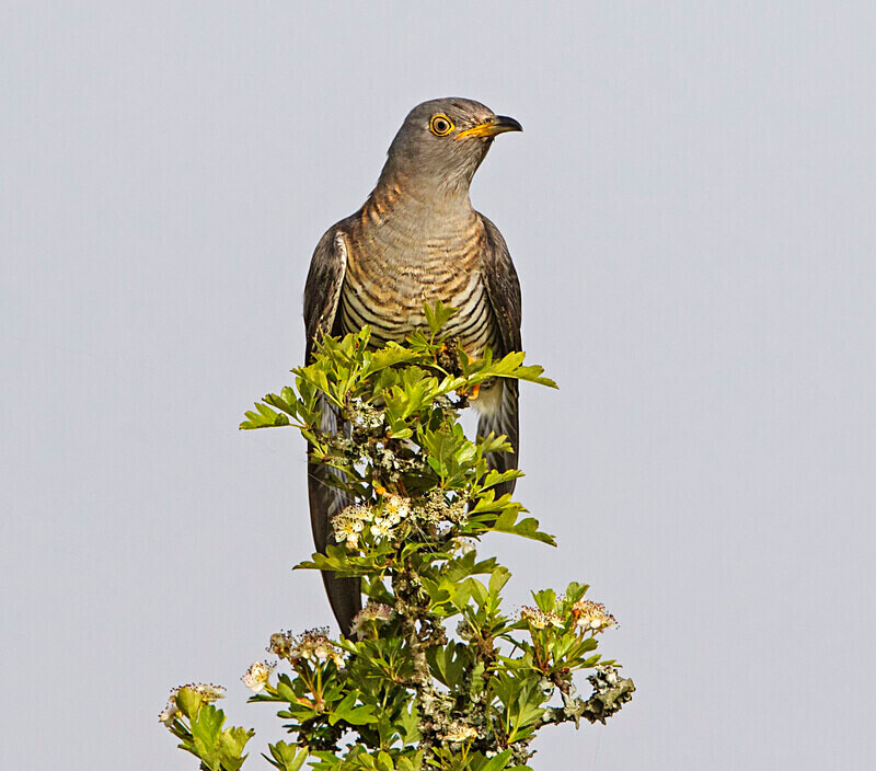 Female Cuckoo - Cuckoos