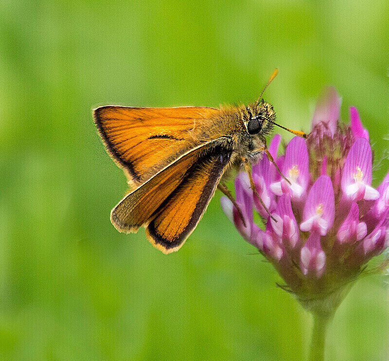 Small Skipper - Butterflies