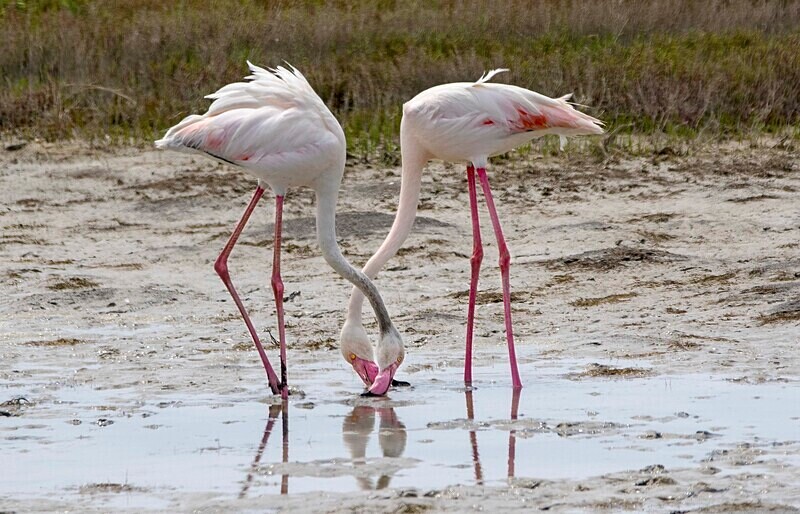 Greater Flamingos - Lesvos May 2022