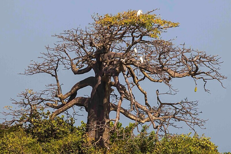 Baobab tree. - The Gambia Nov/Dec 2023