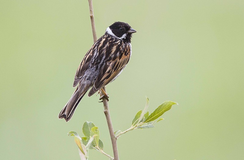 Reed Bunting - Buntings