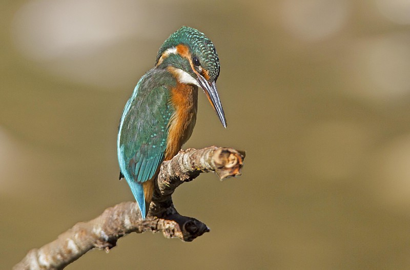 Female Kingfisher - Kingfishers