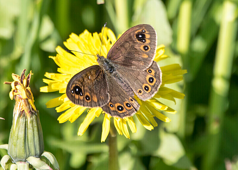Balkan Ringlet Butterfly - Bulgaria and Romania 2019