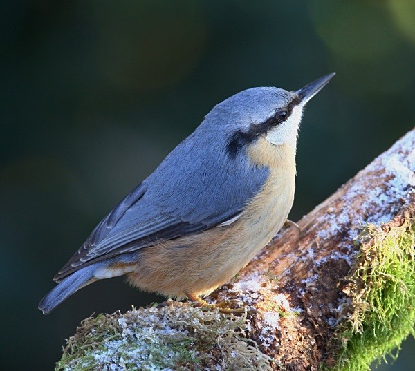 Nuthatch - Nuthatches & Treecreepers