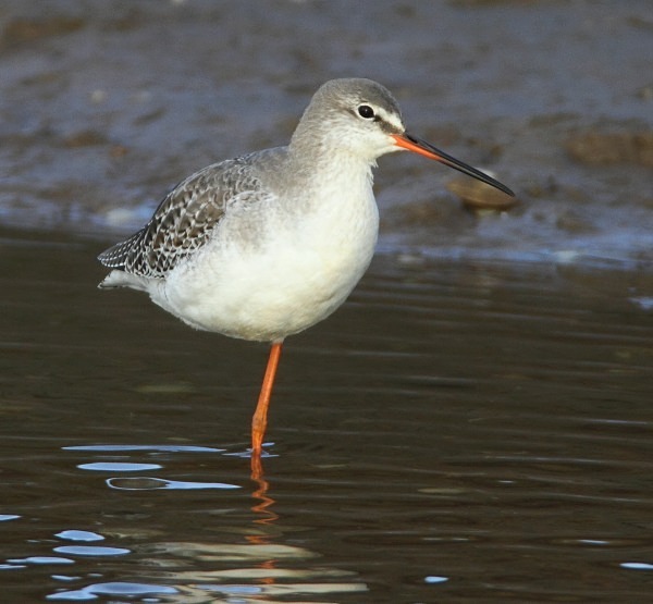 Spotted Redshank - Waders and Plovers