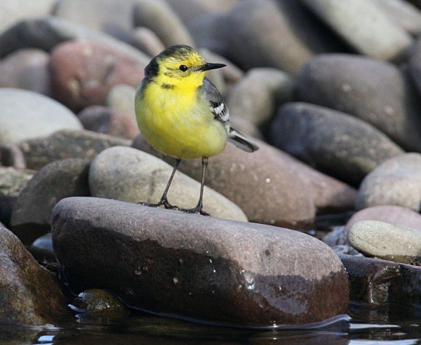  - Citrine Wagtail