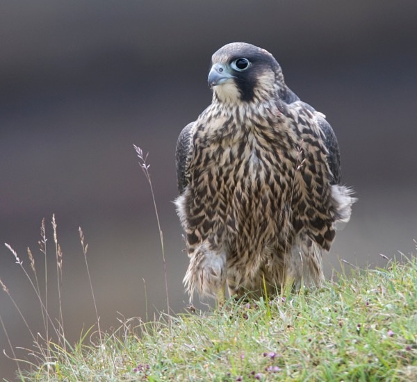 Juvenile Peregrine Falcon - Owls, Raptors, Corvids & Doves