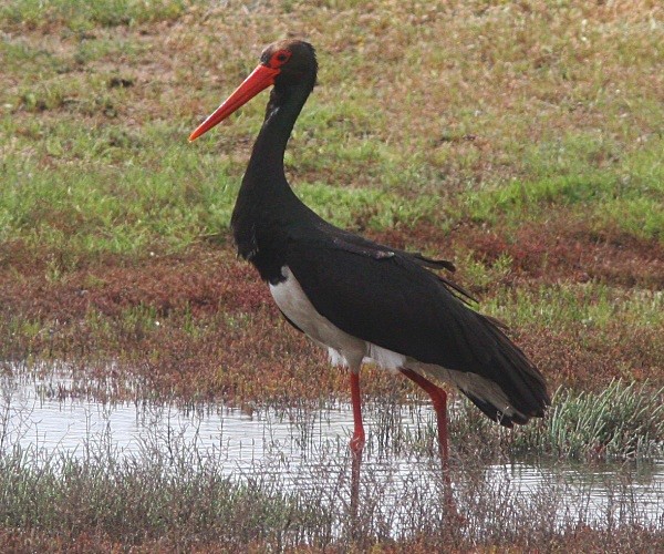 Black Stork - Lesvos 2011