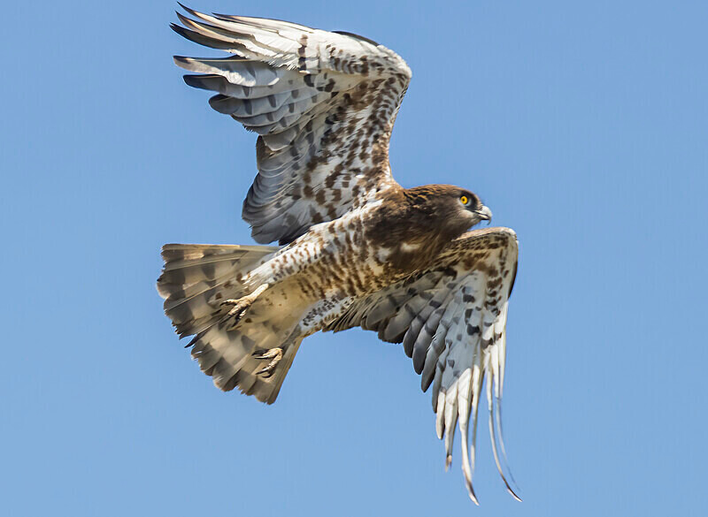 Short toed Snake Eagle. - Lesvos April/May 2023
