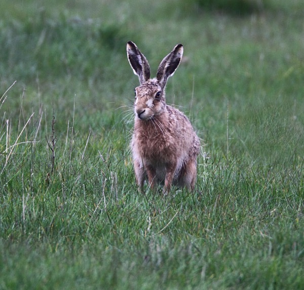 Brown Hare - Norfolk, Spring 2012