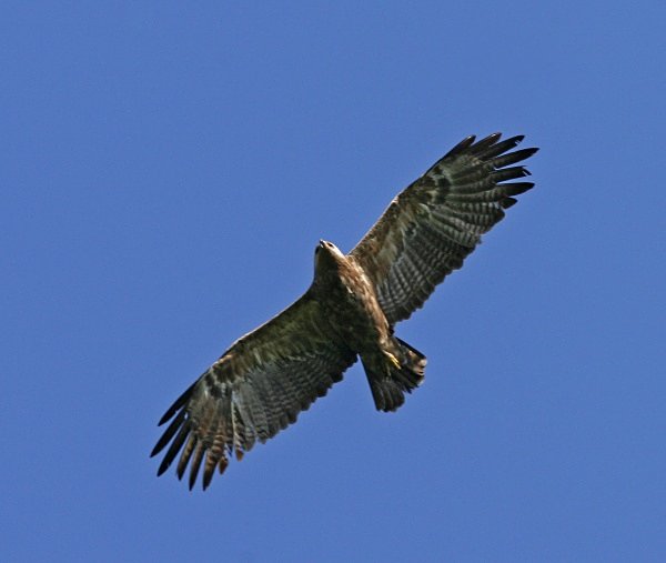 Lesser Spotted Eagle - Poland Birds