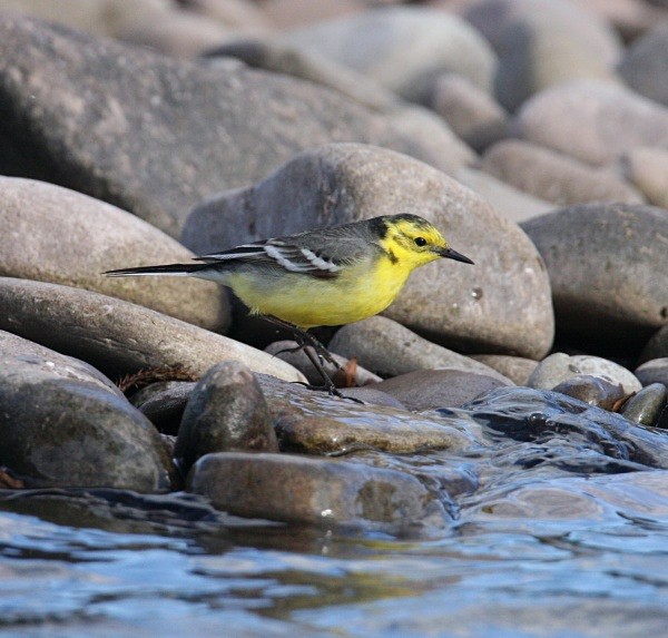  - Citrine Wagtail
