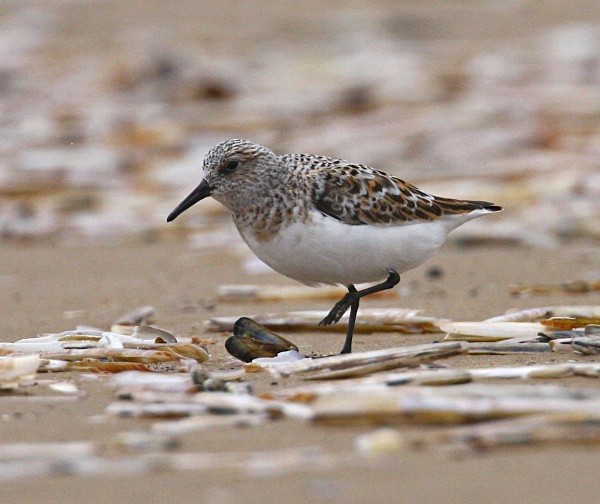 Sanderling - Waders and Plovers