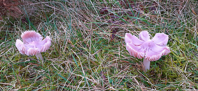 Pink Waxcaps - Waxcaps
