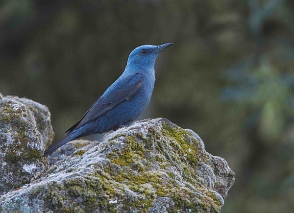 Blue Rock Thrush - Extremadura, Spain