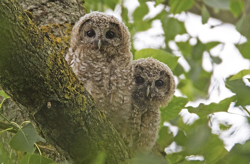 No1 + No2 - Owls, Raptors, Corvids & Doves