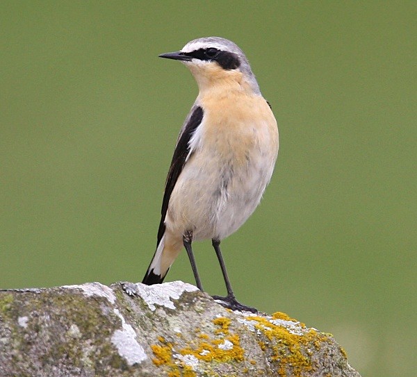 Northern Wheatear - Chats, Sparrows & Starlings