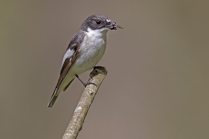 Pied Flycatcher - Flycatchers