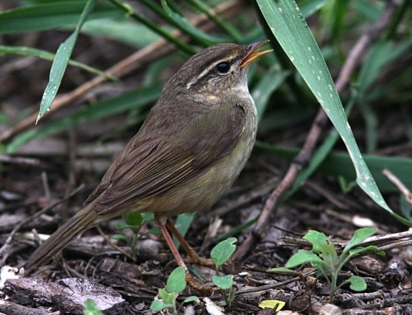 Raddes Warbler - China Birds