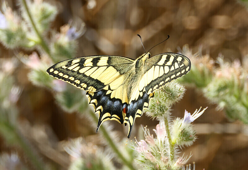 Swallowtail Butterfly - Lesvos 2025