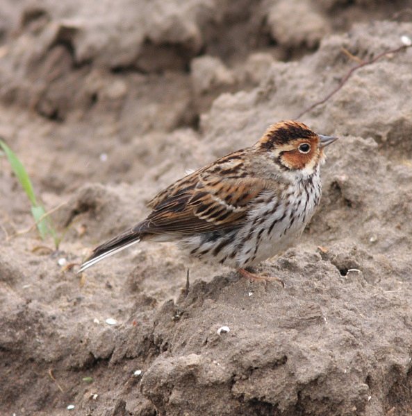 Little Bunting - China Birds