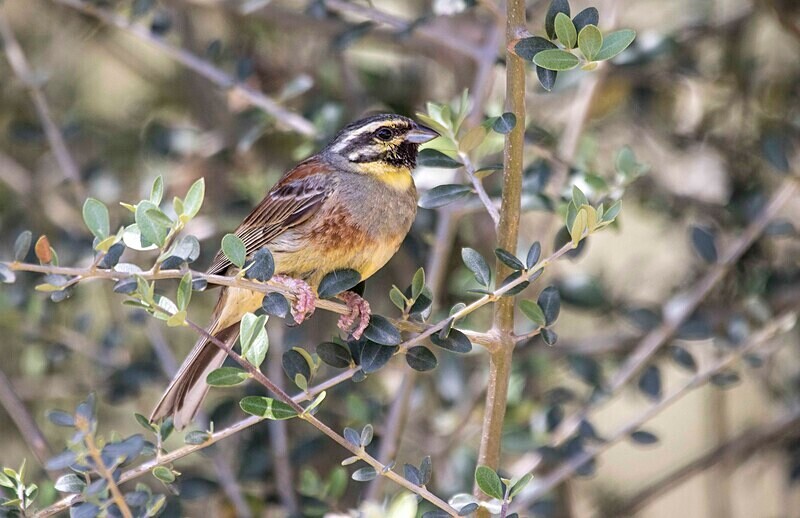 Cirl Bunting - Lesvos May 2022
