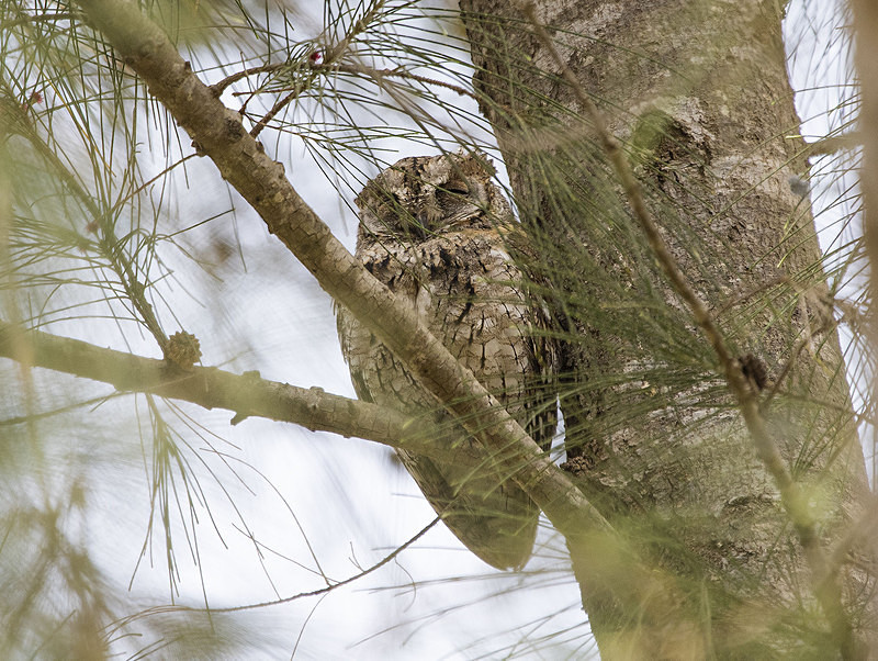 African Scops Owl. - The Gambia 2018