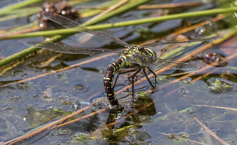 Common Hawker - Dragonflies and Damselflies