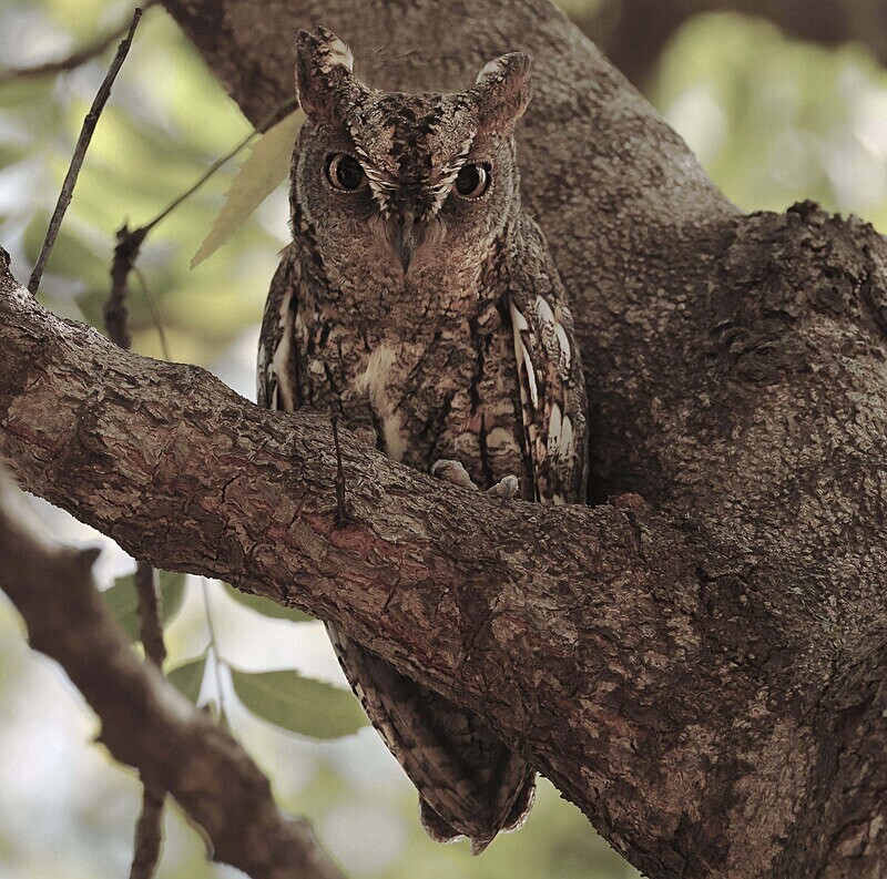 African Scops Owl - The Gambia Januarry 2026