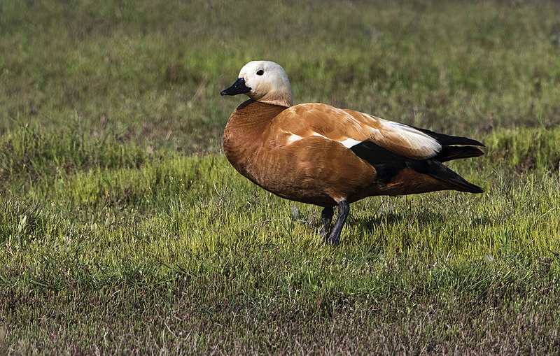 Ruddy Shelduck - Lesvos 2015