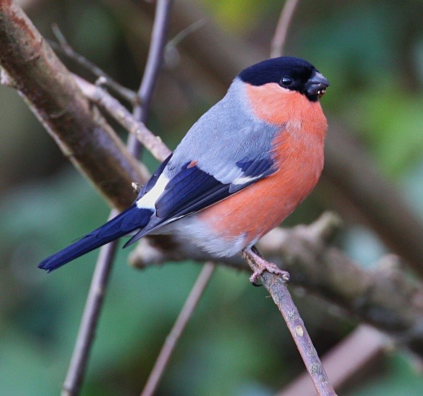Bullfinch - Finches
