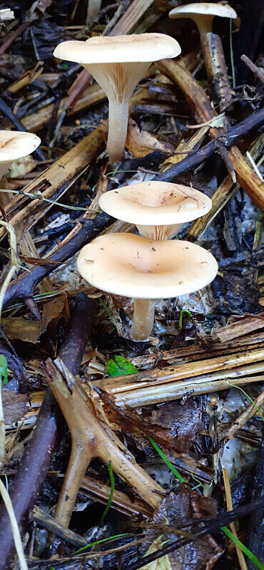 Trooping Funnel - Caps