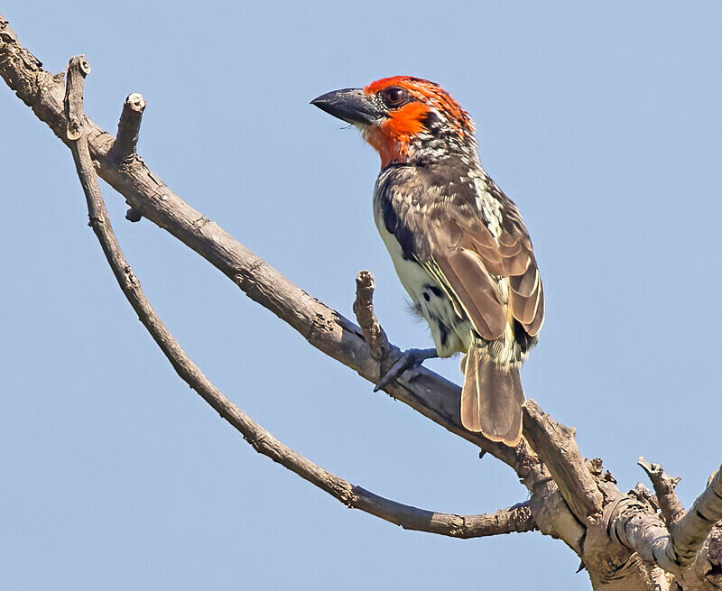 Vieillot's Barbet - The Gambia Nov/Dec 2023