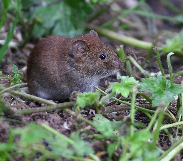 Field Vole - Middlewood Nature Reserve