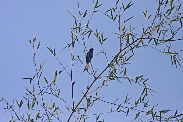 Racket Tailed Drongo (can you spot his tail?) - Indian Birds