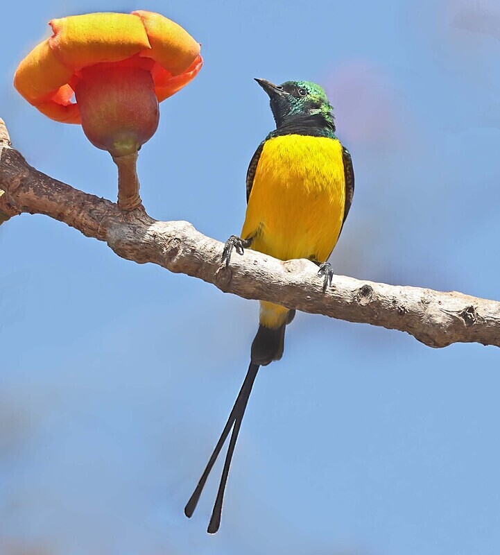 Pygmy Sunbird - The Gambia Januarry 2026