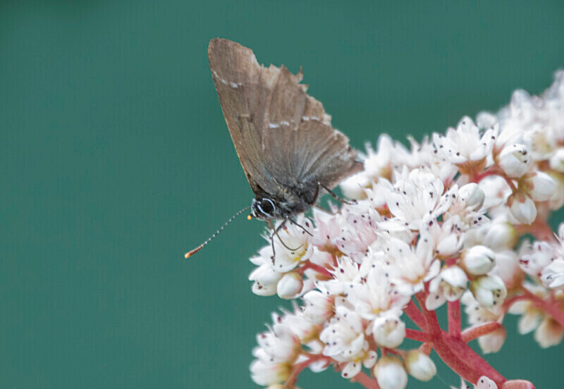White Letter Hairstreak (Male) - Butterflies