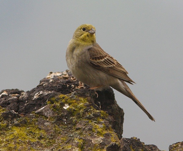 Cinereous Bunting - Lesvos 2011