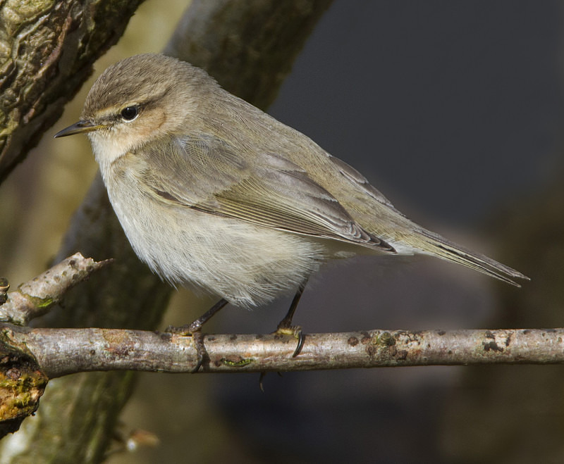 Siberian Chiffchaff - Warblers