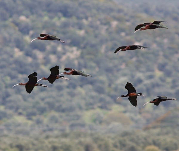 Glossy Ibis - Lesvos 2011