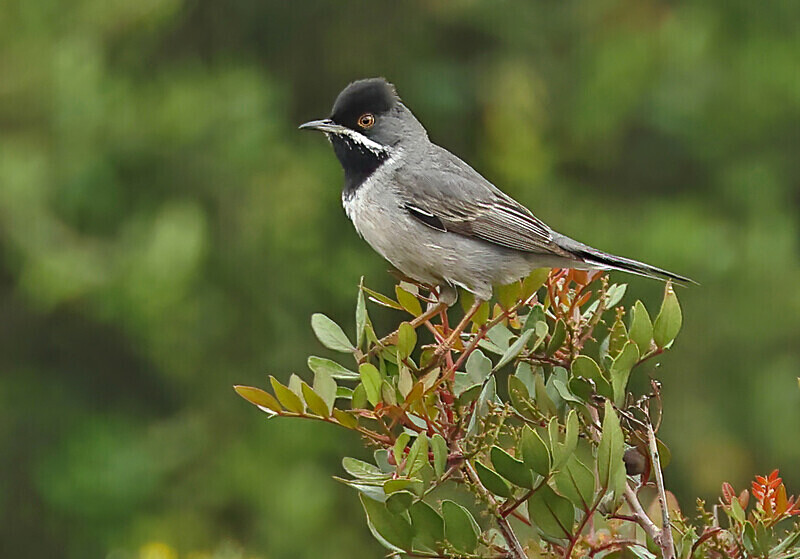 Ruppell's Warbler - Lesvos 2025