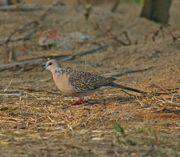 Spottted Dove - Indian Birds